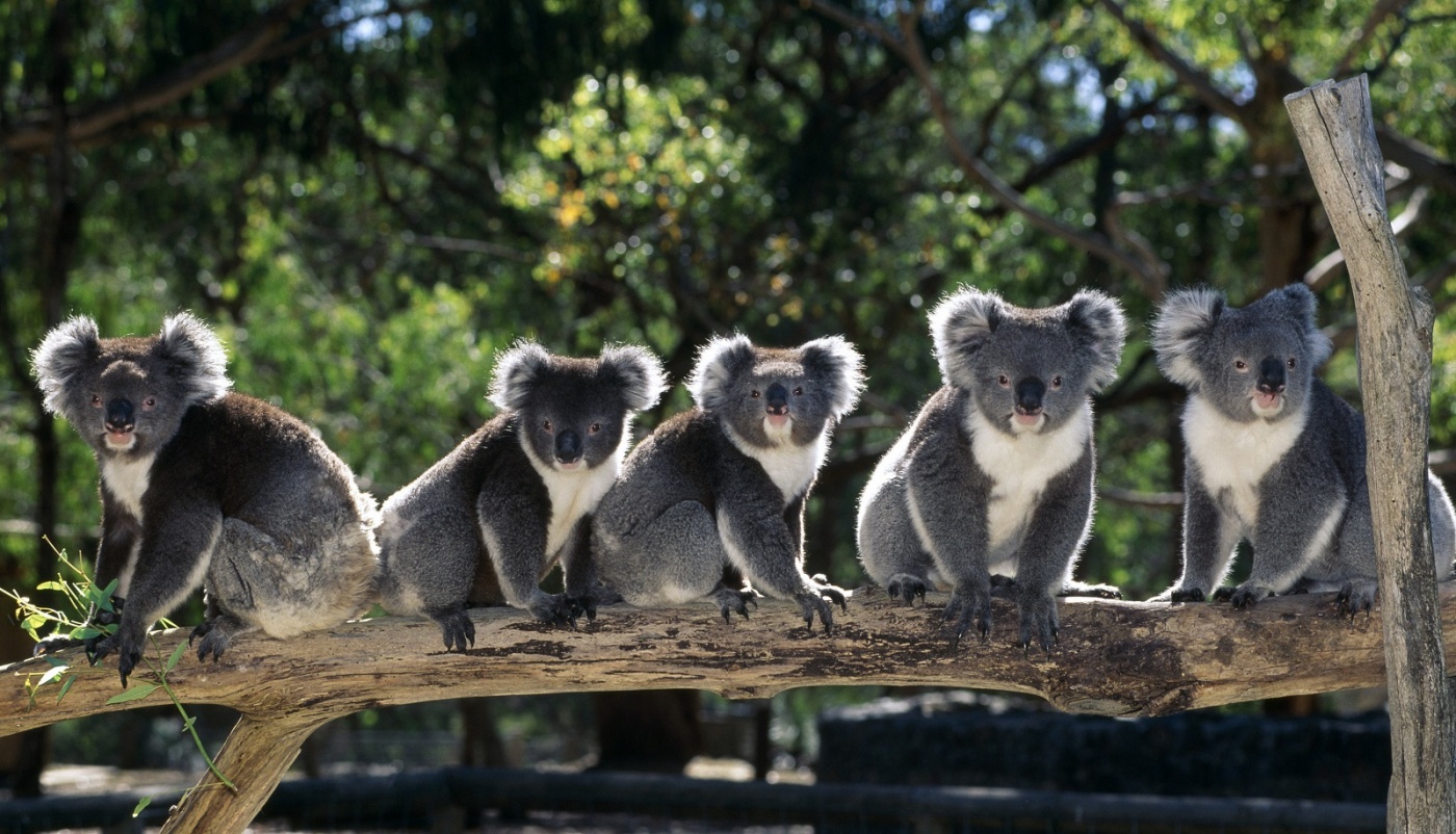 Парк диких животных в Австралии
