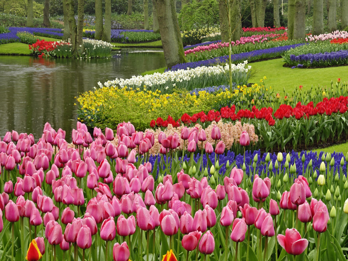 Тюльпаны в парке Кёкенхоф, Голландия