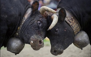 Вьетнам. Фестиваль бойцовых быков
